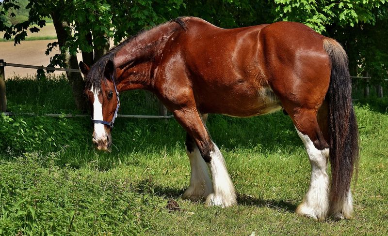 Majestic in Size