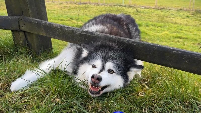Malamute
