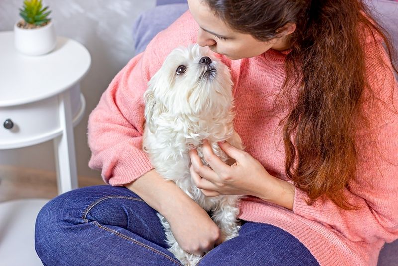 Maltese