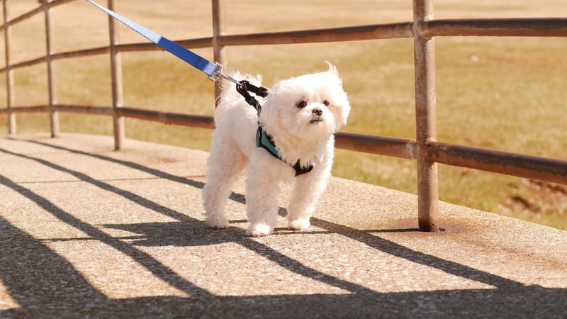 Maltese