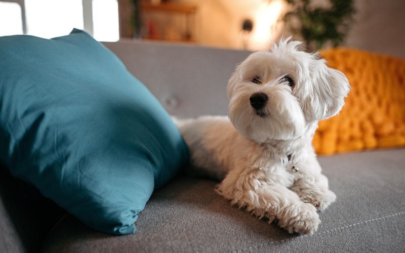 Maltese