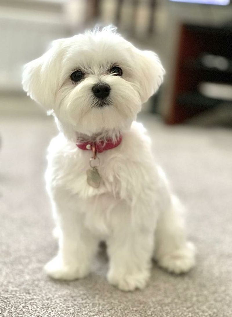 Maltese