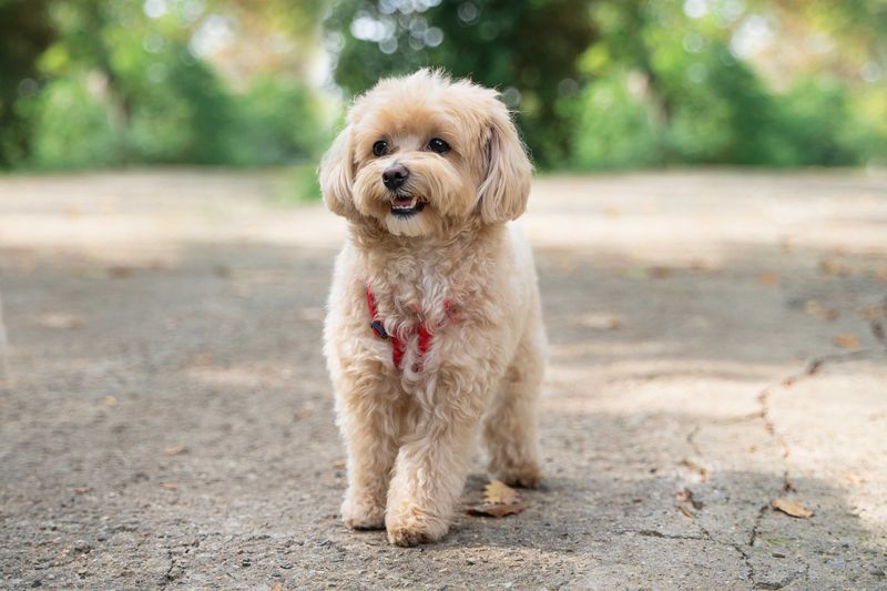 Maltipoo