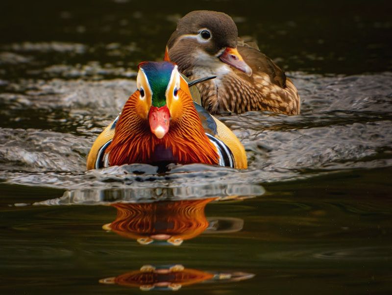 Mandarin Duck