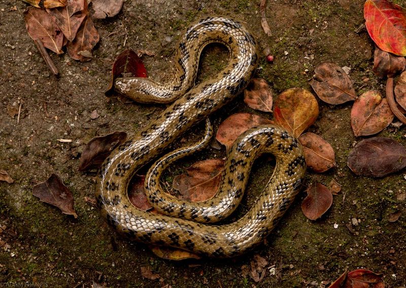 Mangrove Saltwater Snake