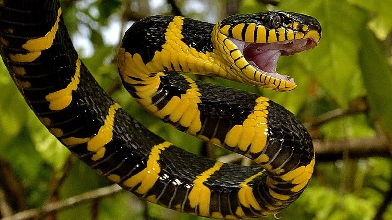 Mangrove Snake