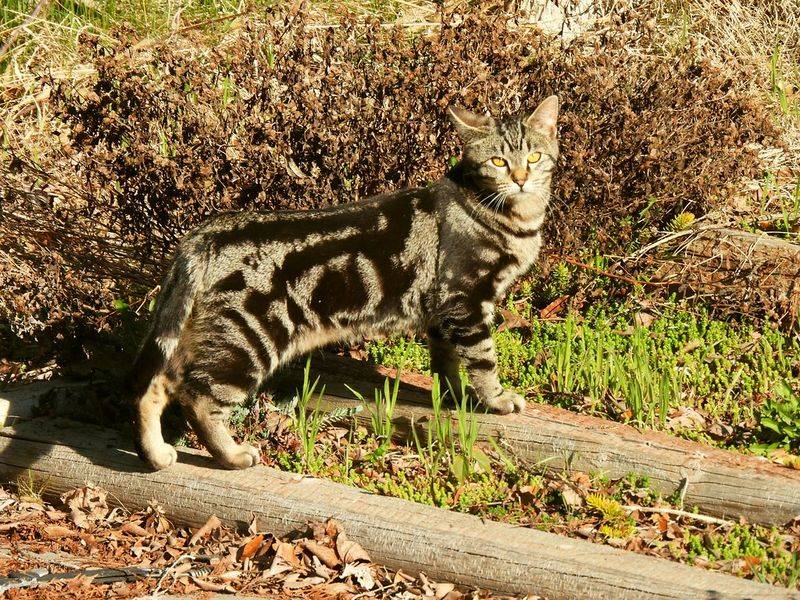 Marbled Bengal