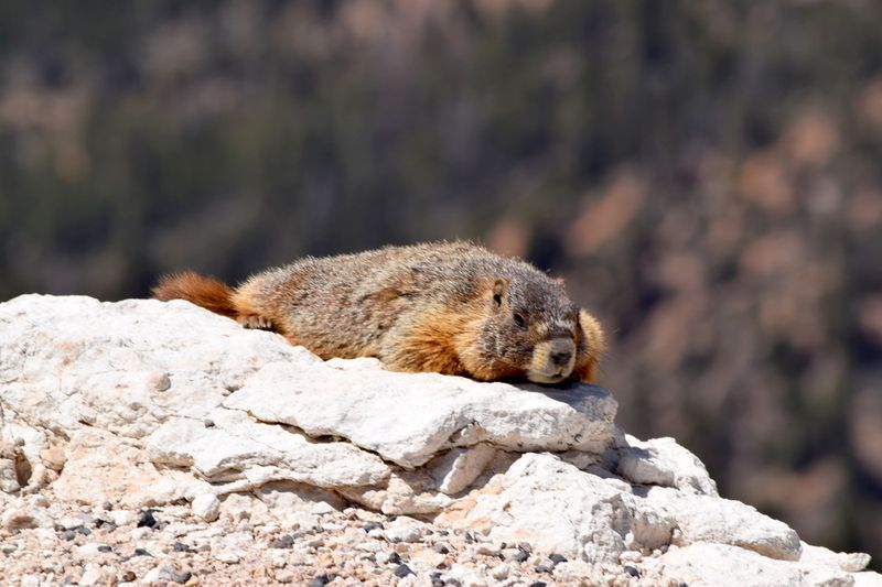 Marmot Sunbathing on Rocks