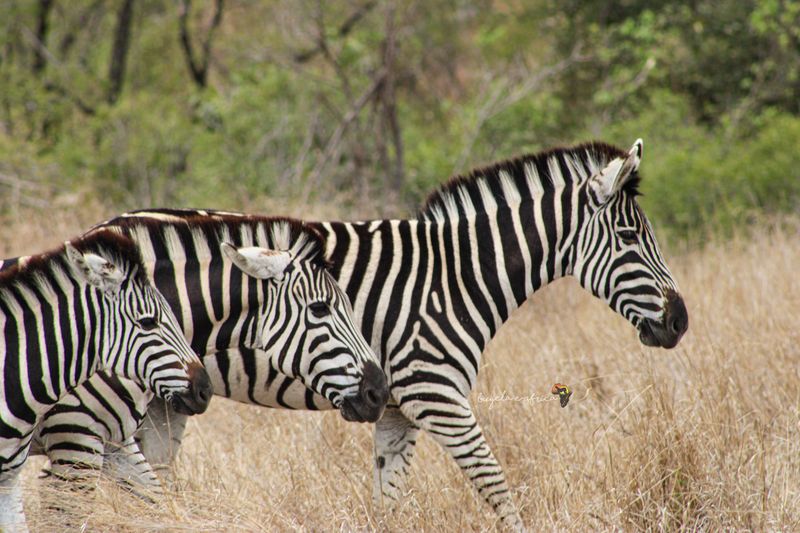 Masterful Stripe Illusion