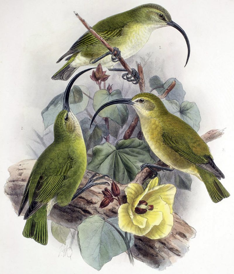 Maui Nui Finch