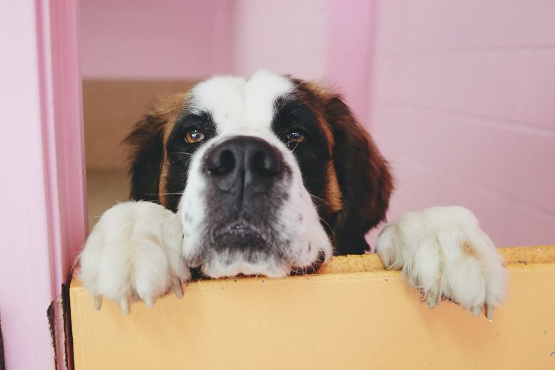 Max the Gentle Giant