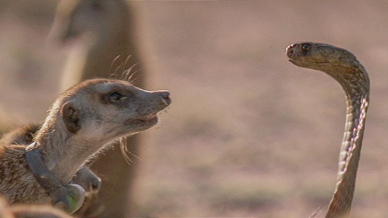 Meerkat