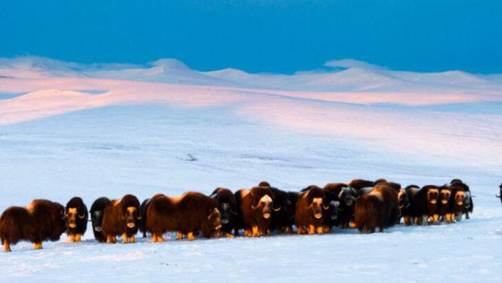 Meet the Giant Musk Ox That Outsurvived Woolly Mammoths—And Still Roams Today