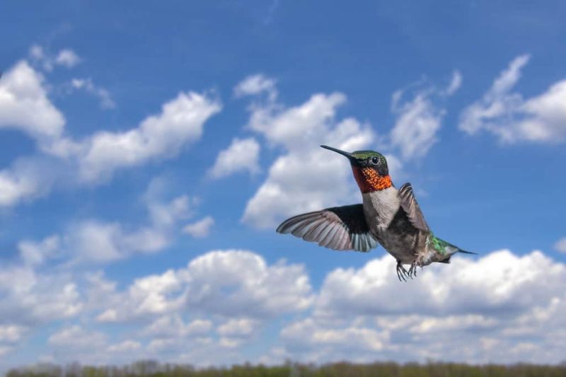 Migration to Follow Bloom Cycles