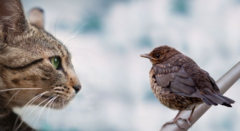 Mimicking Prey