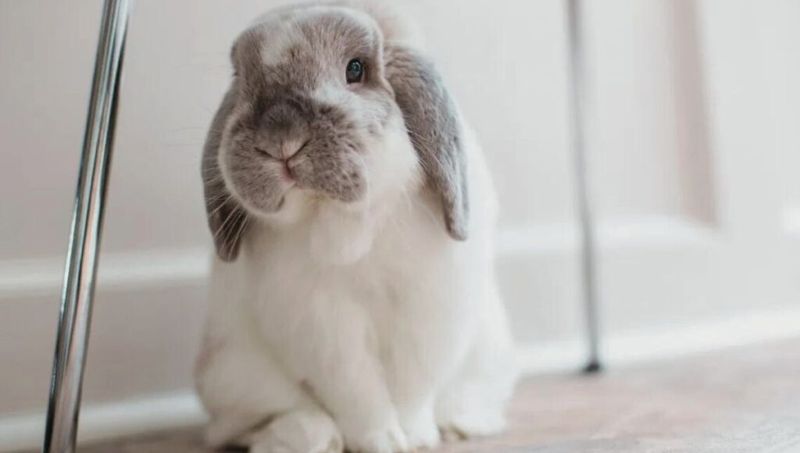 Mini Lop Rabbit
