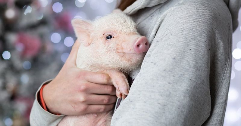 Miniature Pig