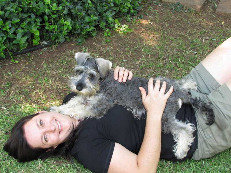 Miniature Schnauzer
