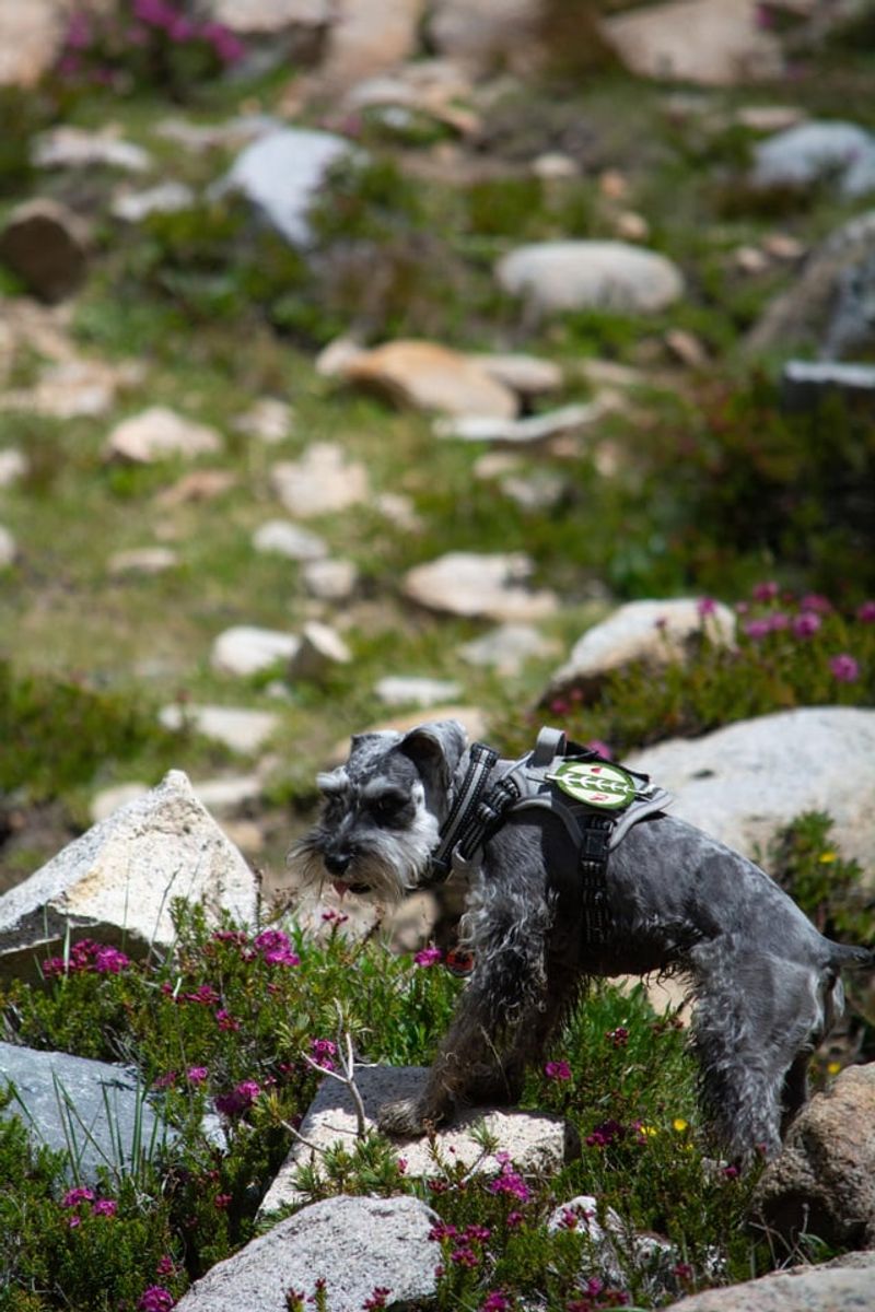 Miniature Schnauzer