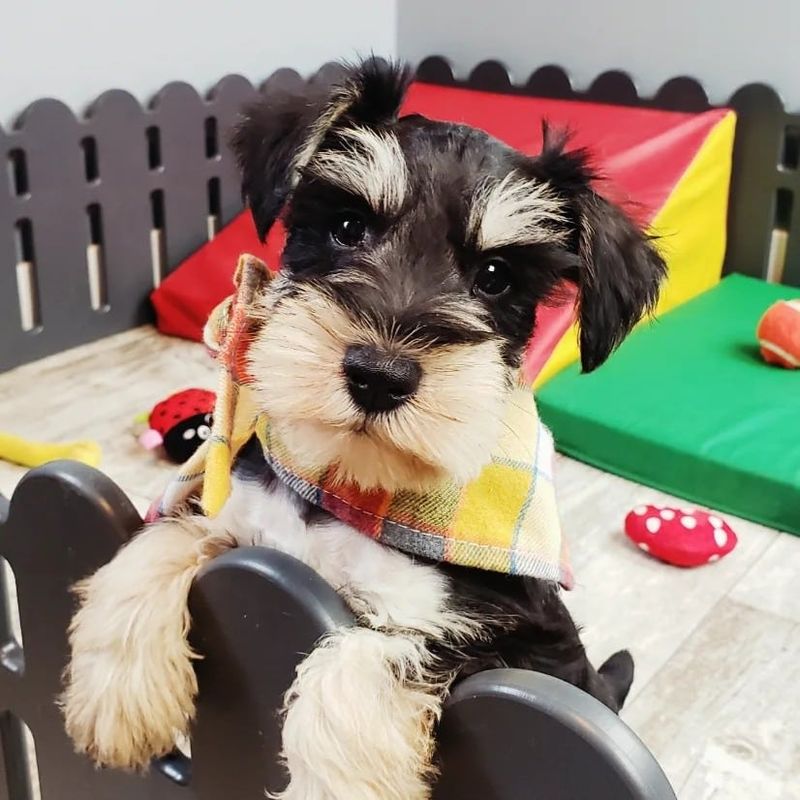 Miniature Schnauzer