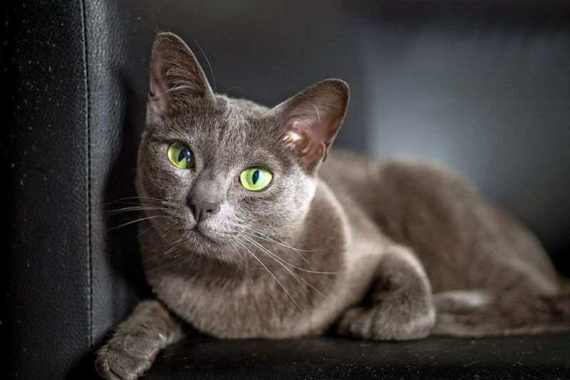 Minimal Grooming Needs