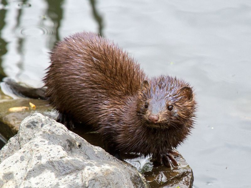 Mink