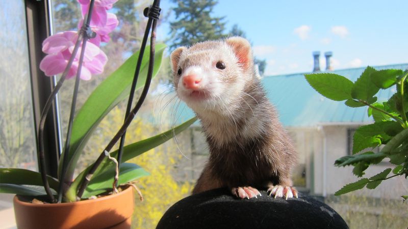 Mischievous Ferrets