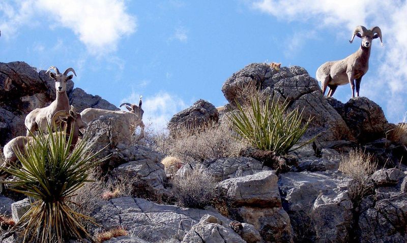 Mojave Desert