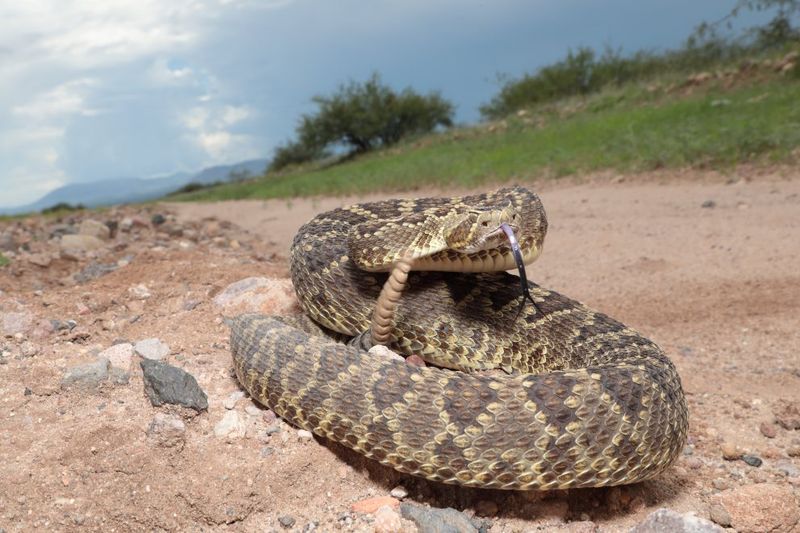 Mojave Rattlesnake