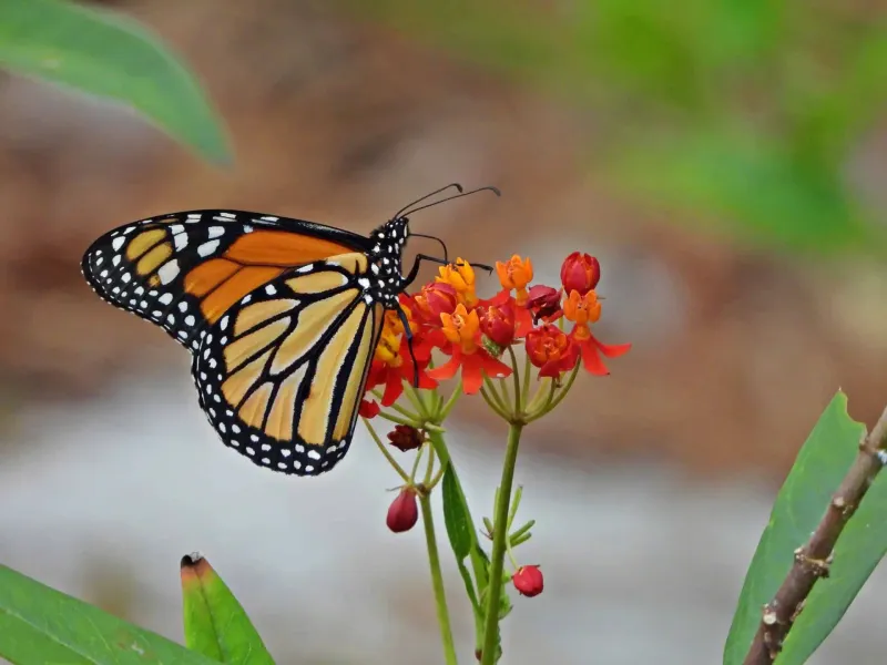 Monarch Butterfly