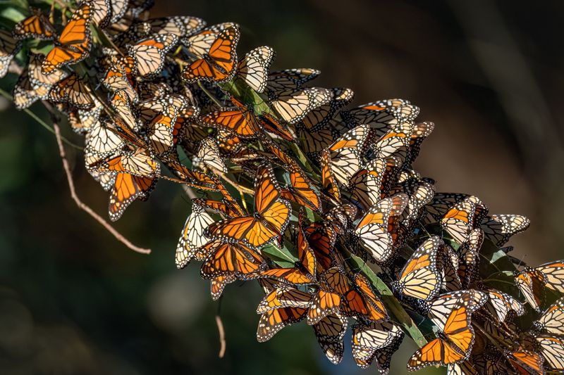 Monarch Butterfly