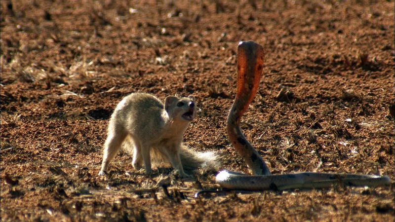 Mongoose