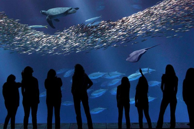 Monterey Bay Aquarium, USA