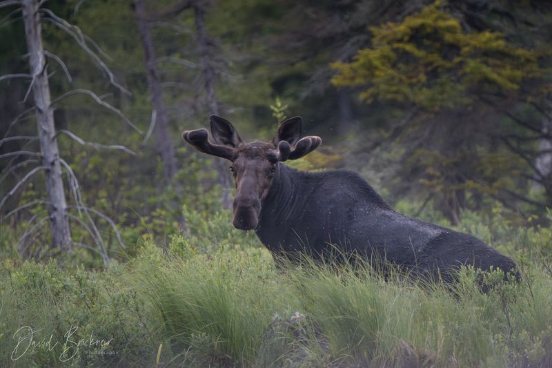Moose