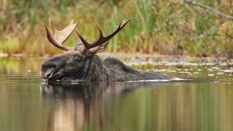Moose