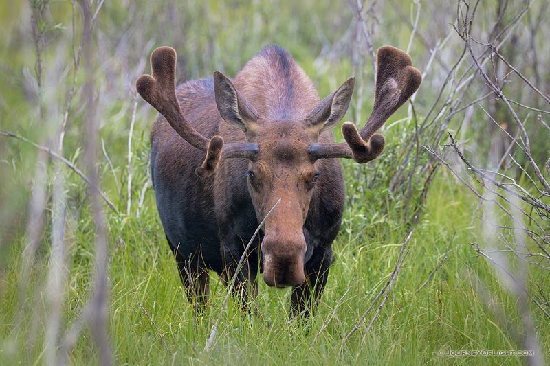 Moose in Kawuneeche Valley