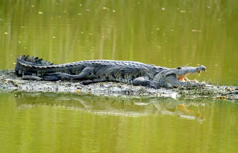 Morelet's Crocodile