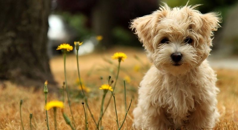 Morkie