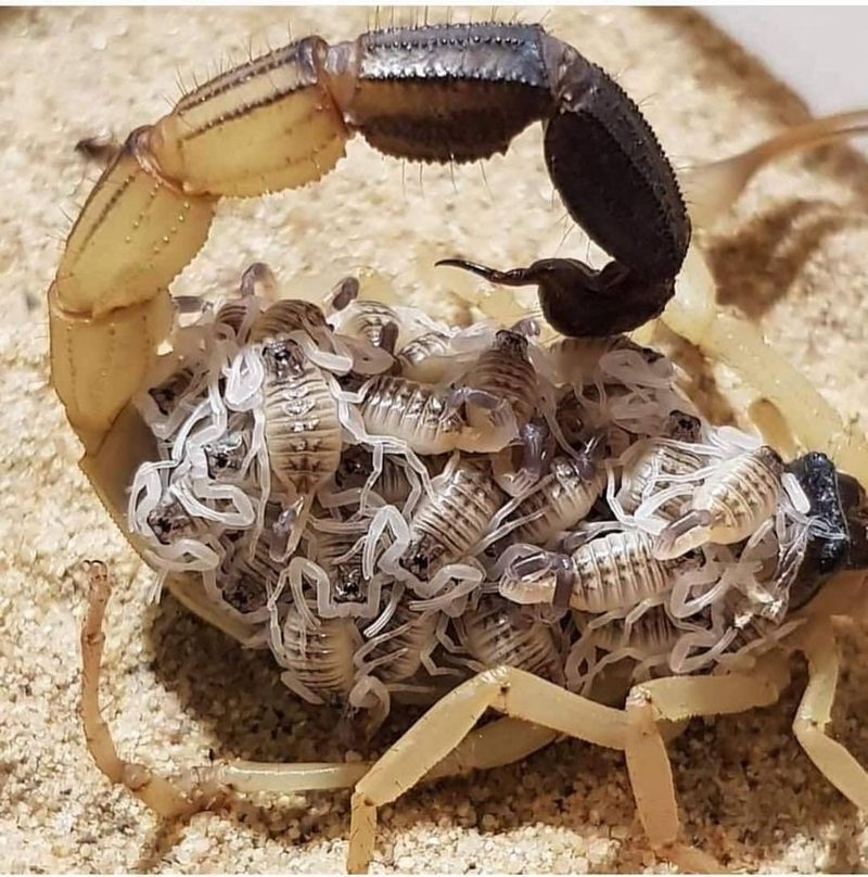 Motherly Instincts