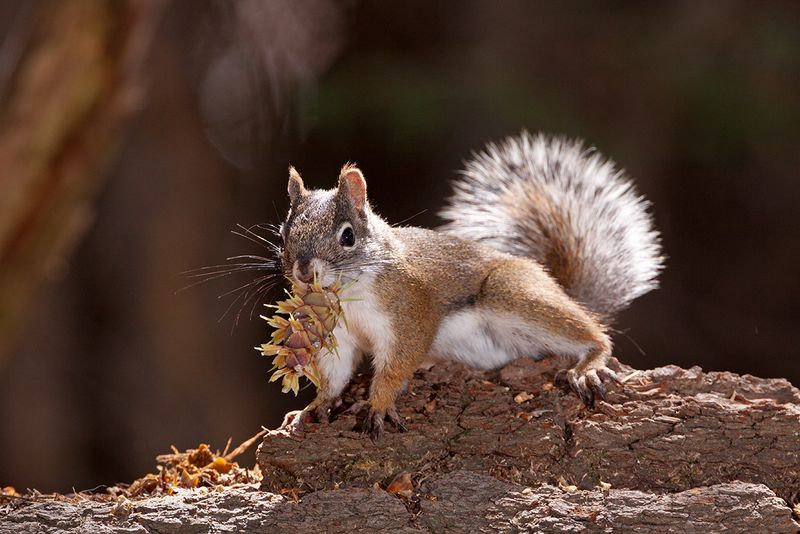 Mount Graham Red Squirrel