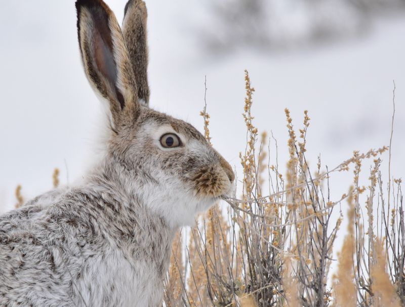 Mount Rainier White-tailed Jackrabbit