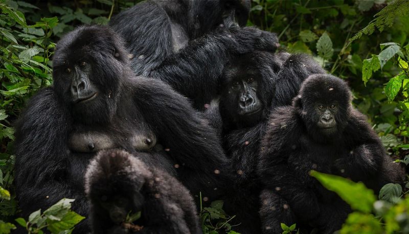 Mountain Gorilla