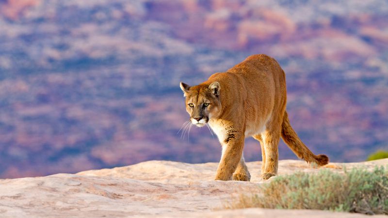 Mountain Lion