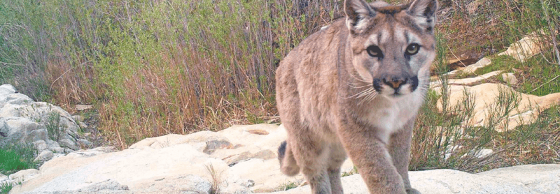 Mountain Lion Tracks on Cub Lake Trail