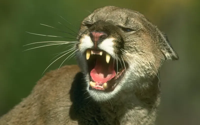 Mountain Lion