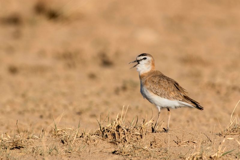 Mountain Plover