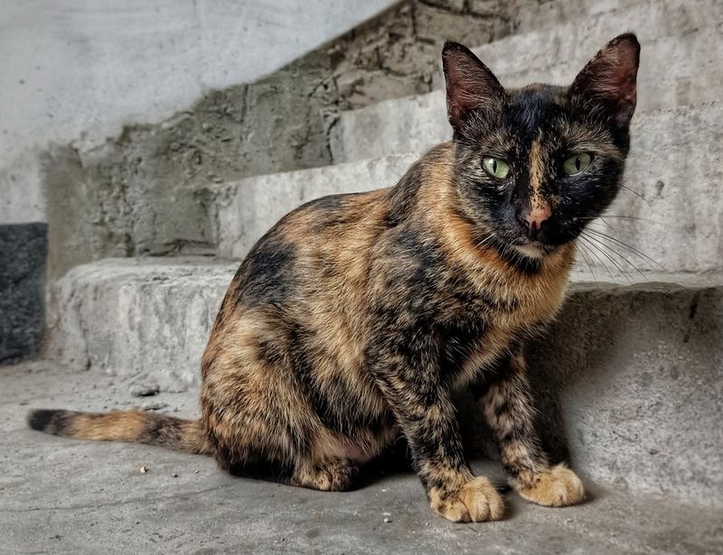 Mysterious Male Torties