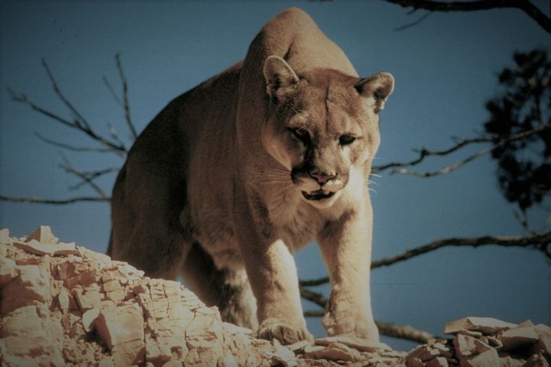 Mysterious Mountain Lion