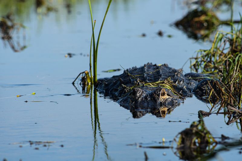Mystical Waters of Lake Okeechobee's Marshes