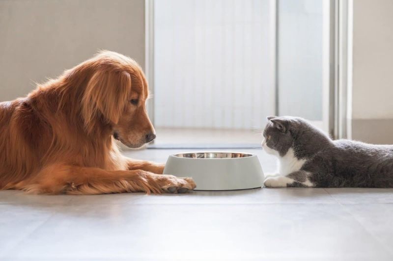 Myth 9: Dogs and Cats Are Natural Enemies